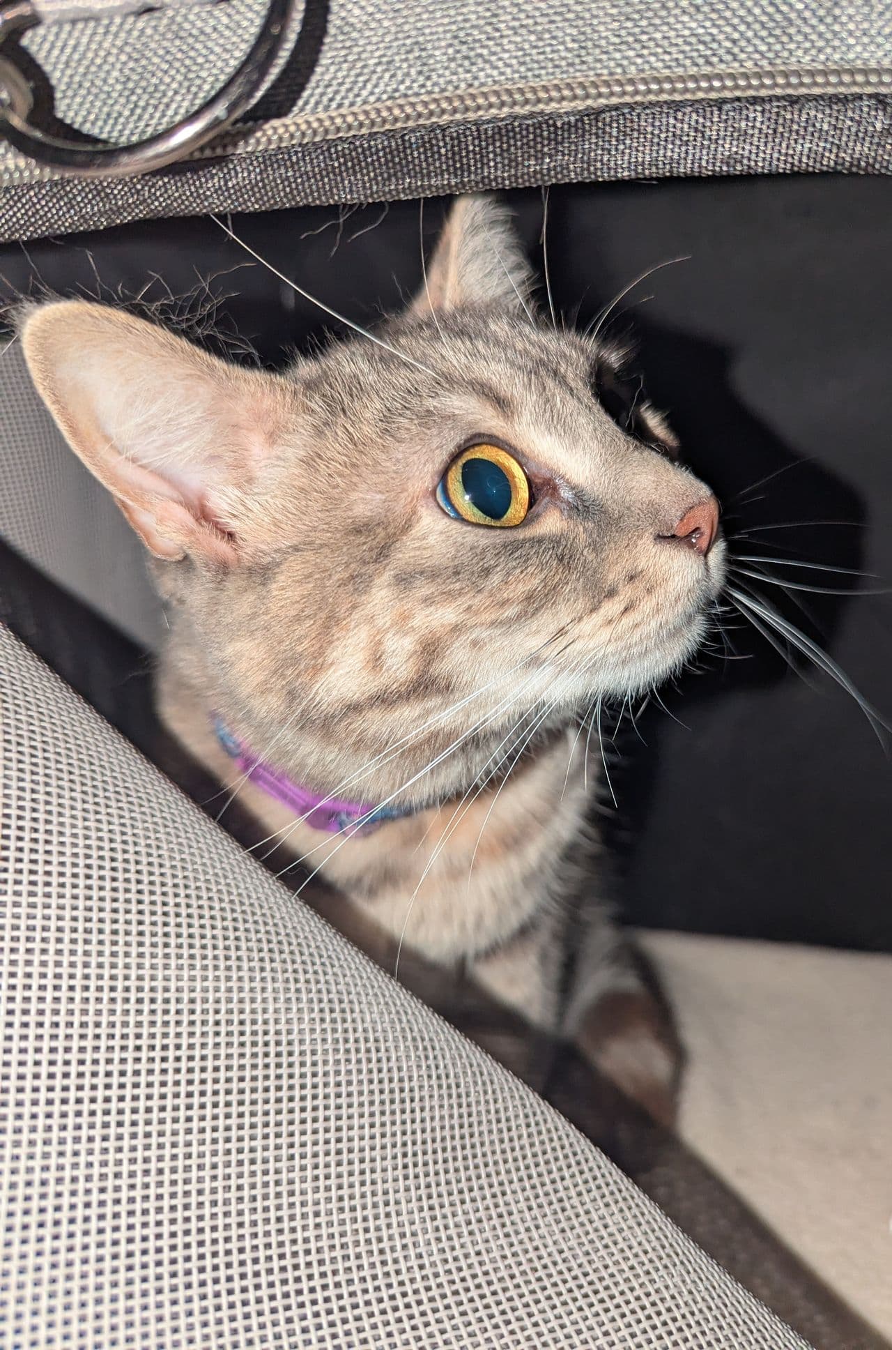 Pet travel photo 2
