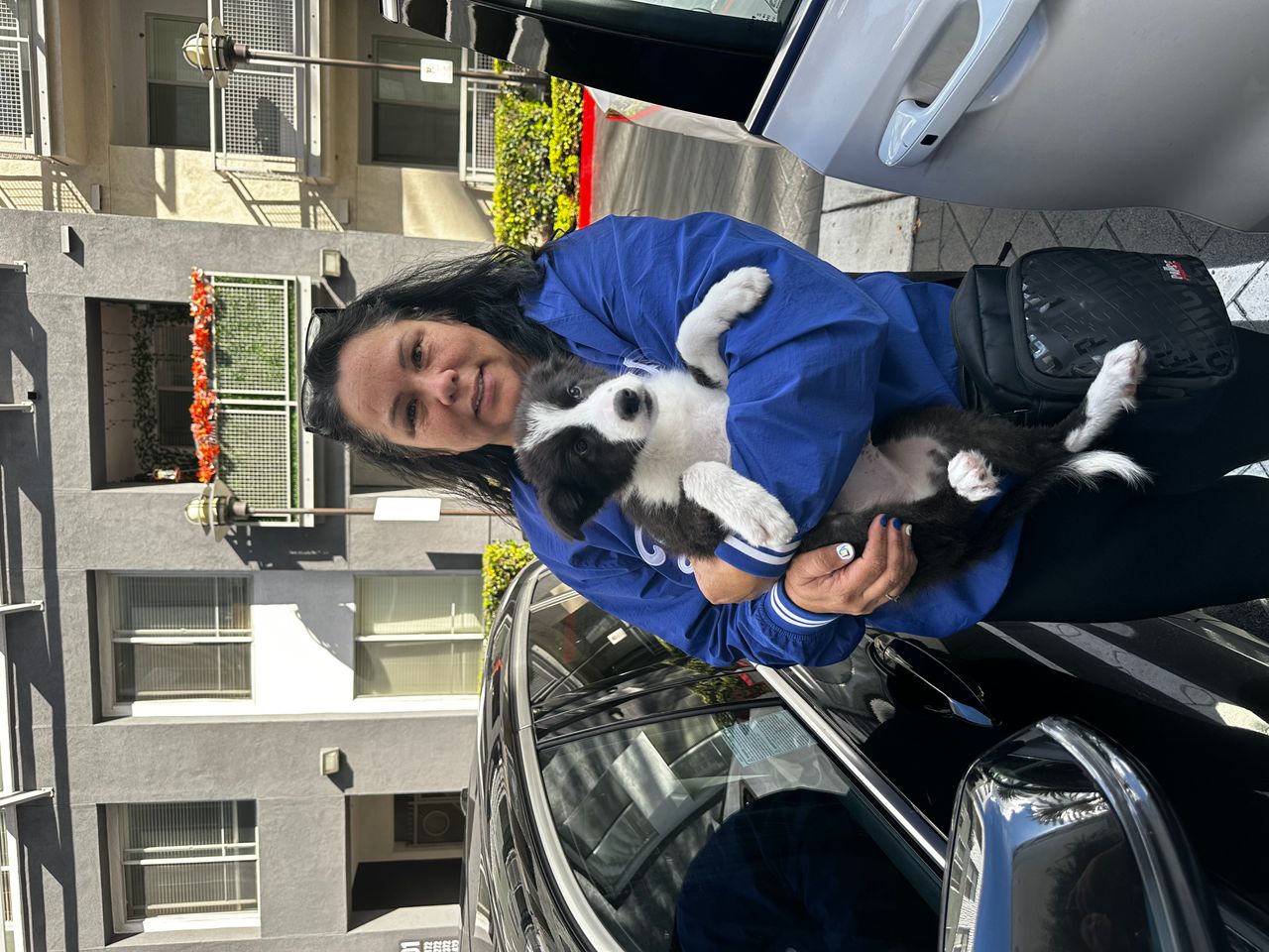 Pet travel photo 1