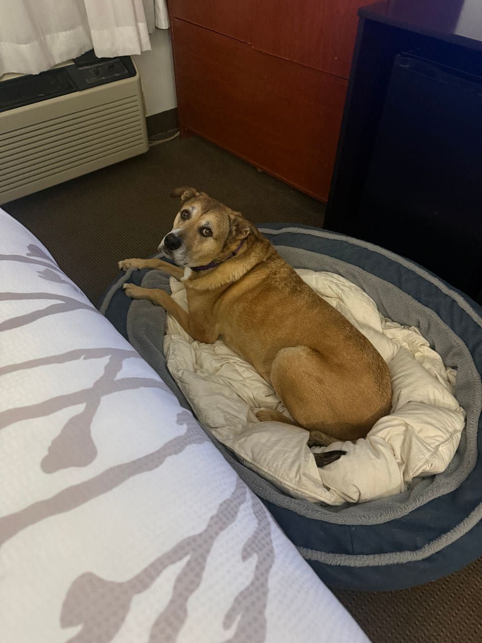 Pet travel photo 4