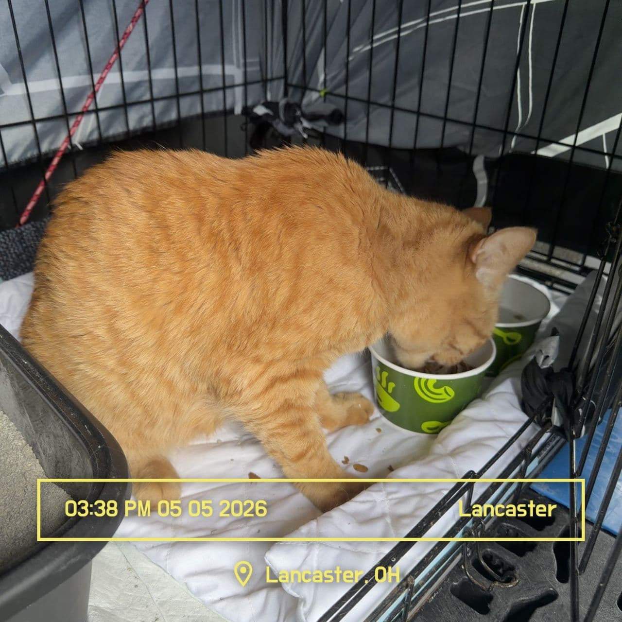 Pet travel photo 6