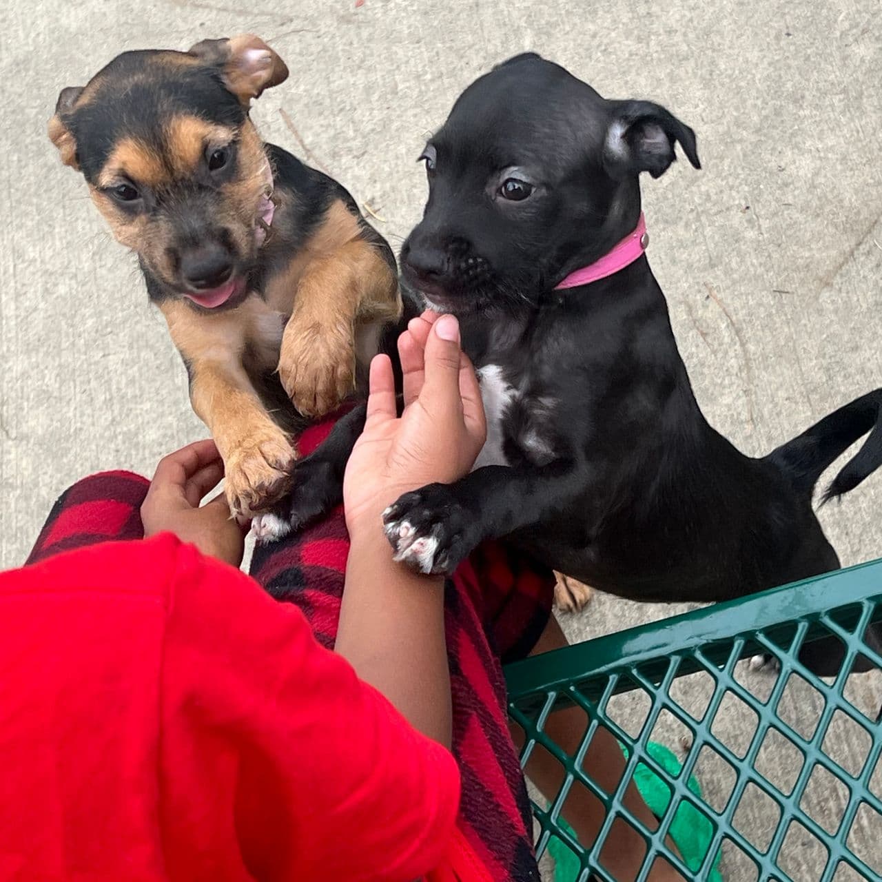 Pet travel photo 6