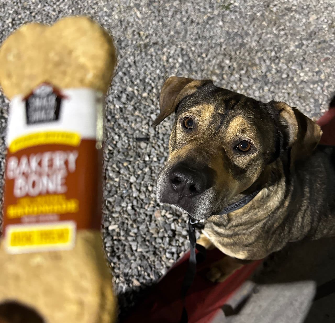 Pet travel photo 1