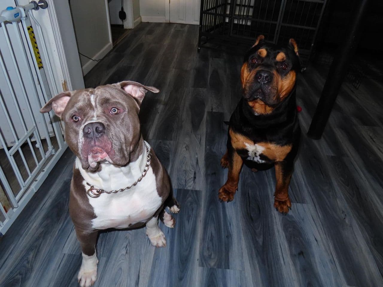 Pet travel photo 6