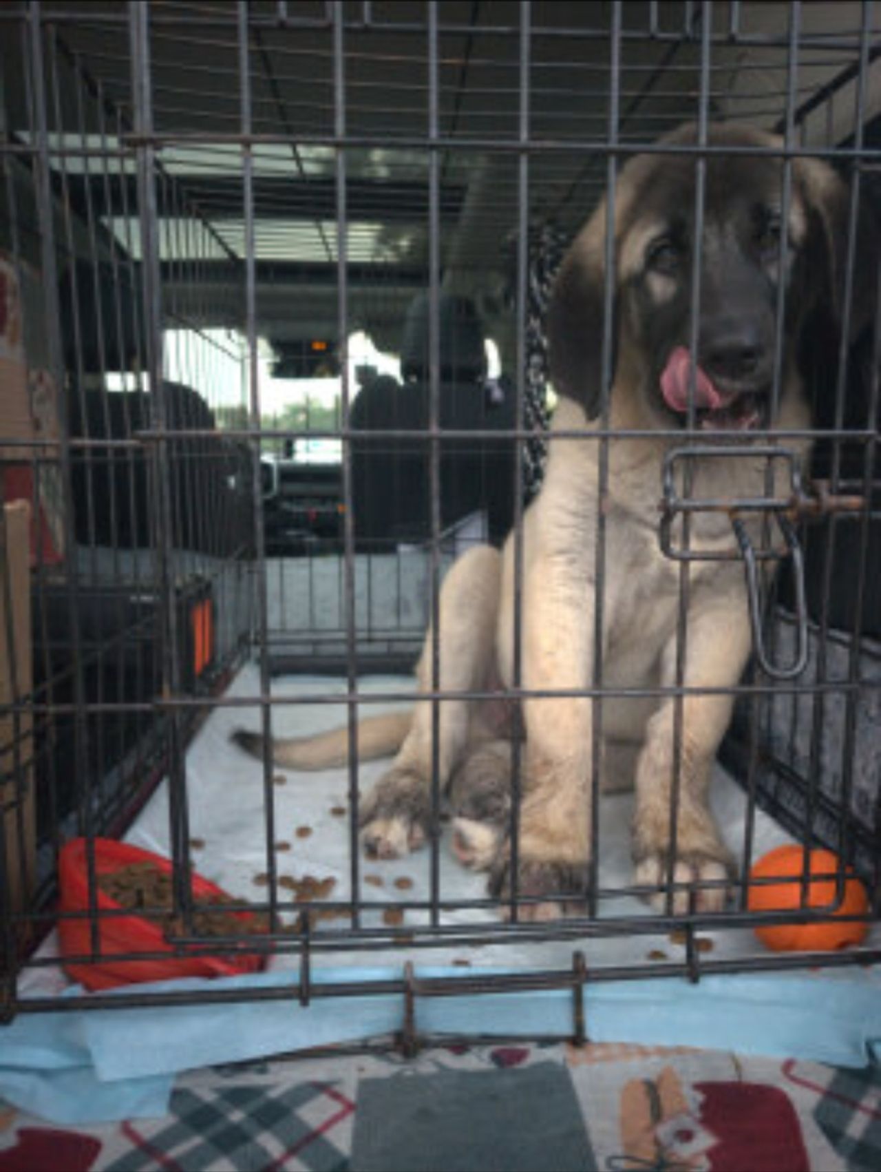 Pet travel photo 6