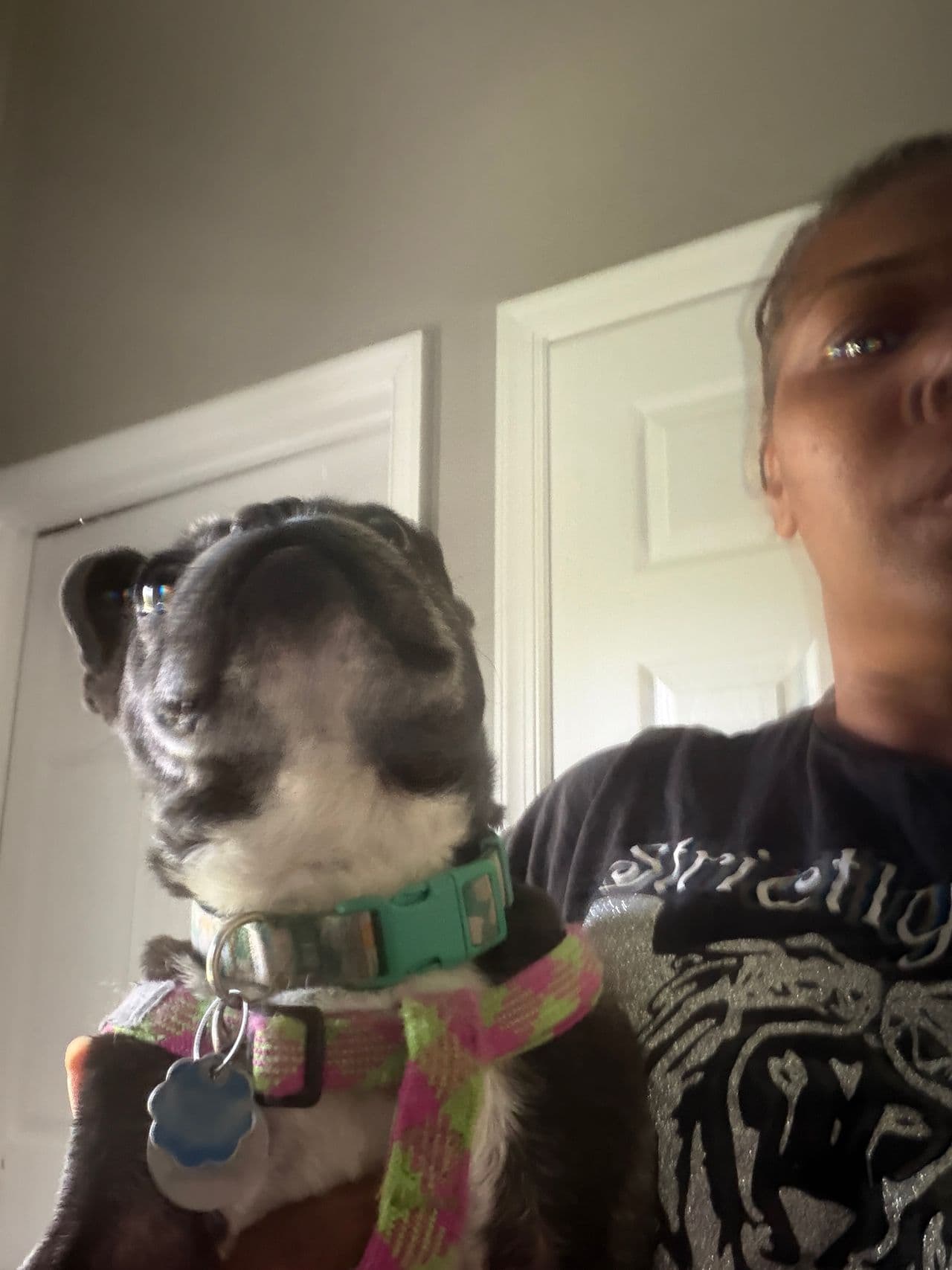 Pet travel photo 4