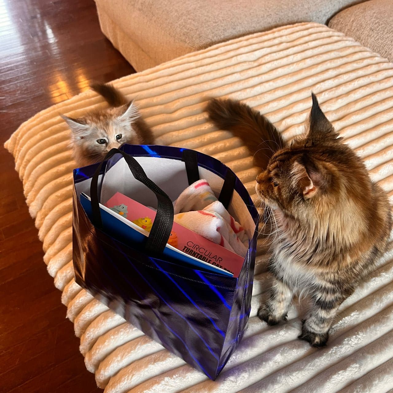 Pet travel photo 1