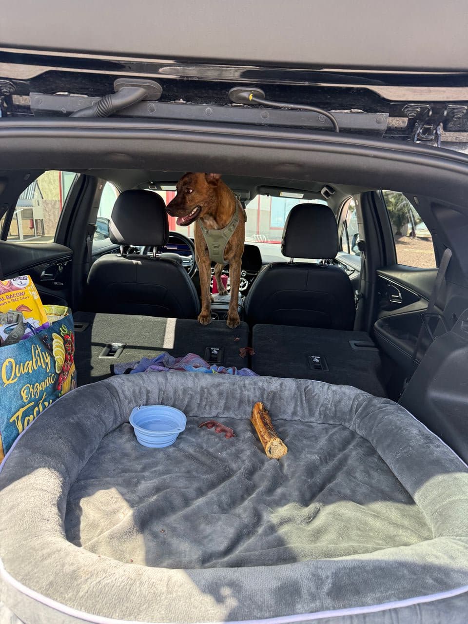 Pet travel photo 5