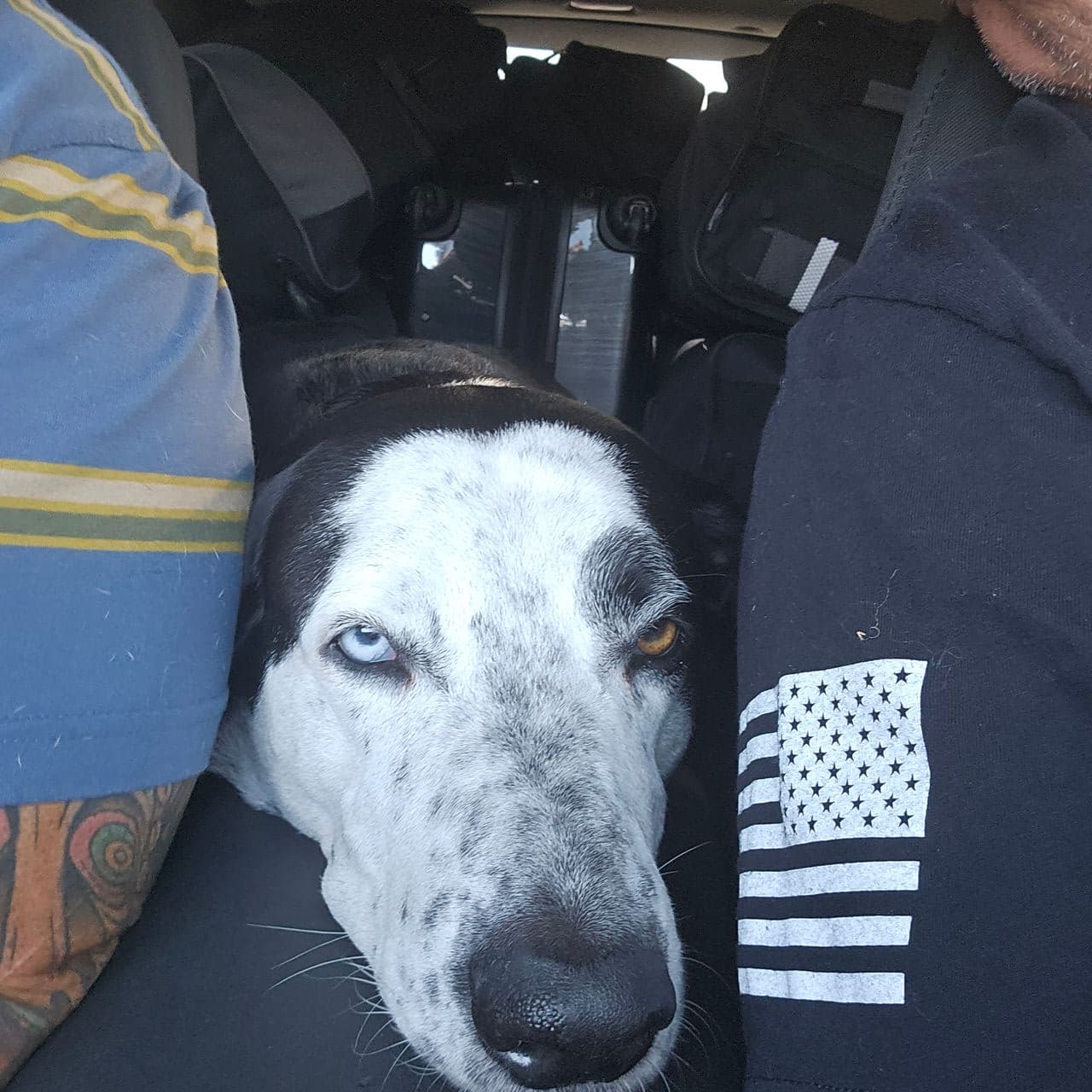 Pet travel photo 6