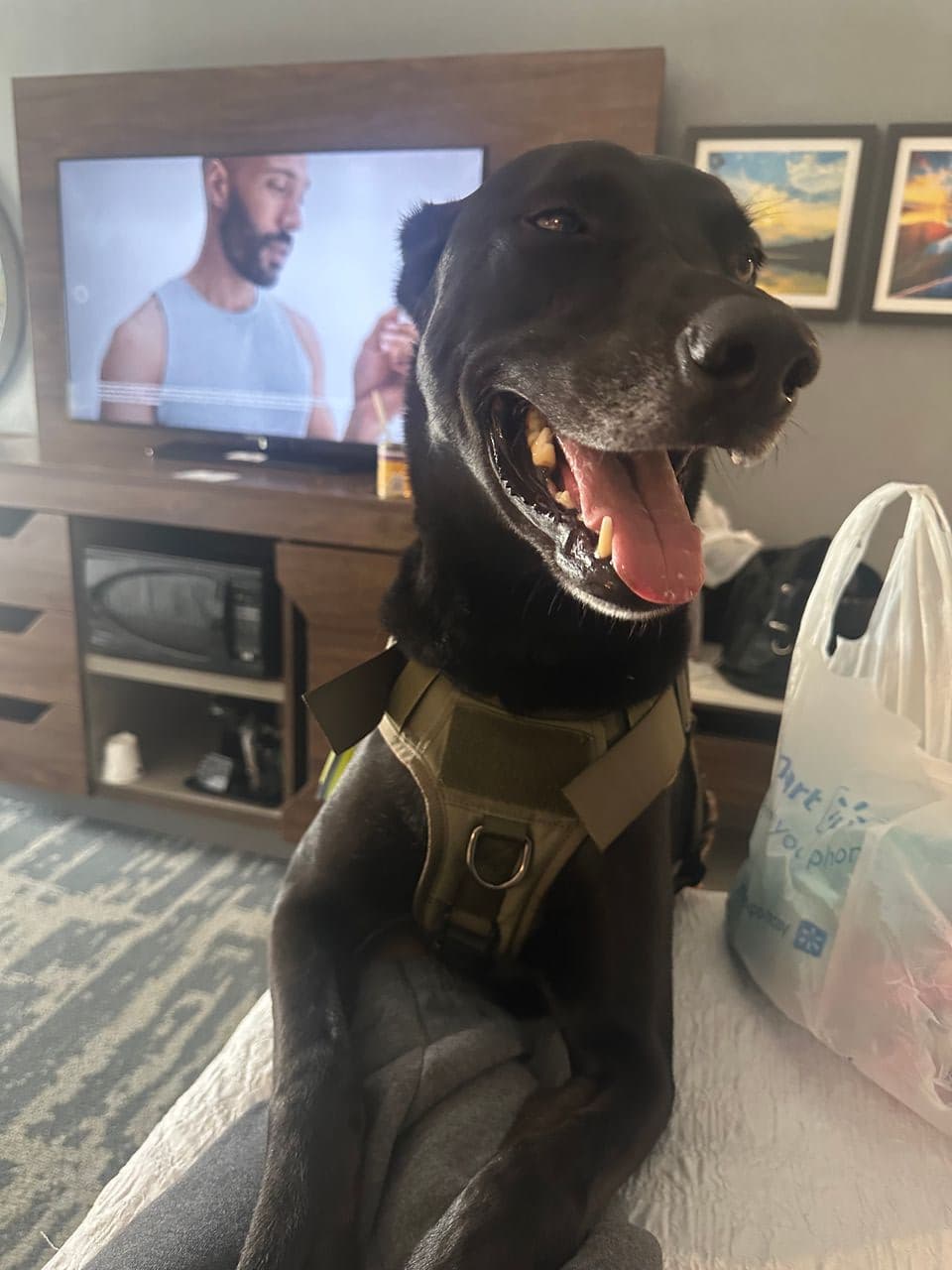 Pet travel photo 2