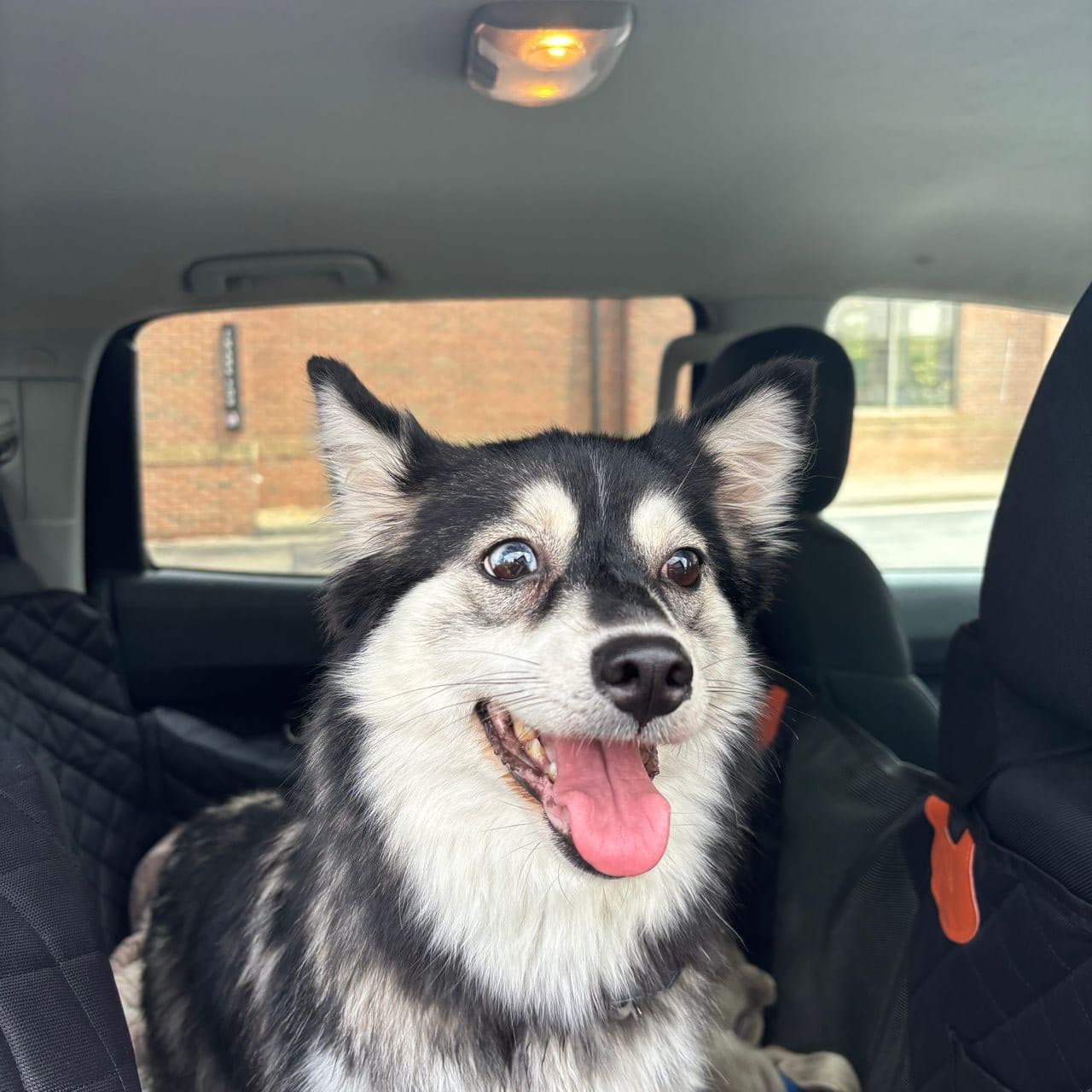 Pet travel photo 6