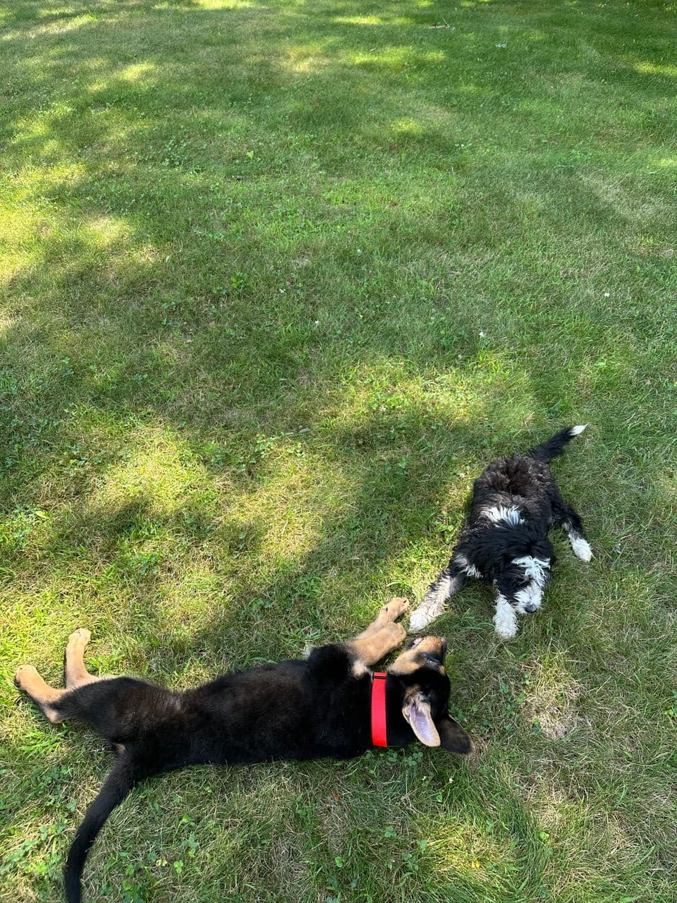 Pet travel photo 3