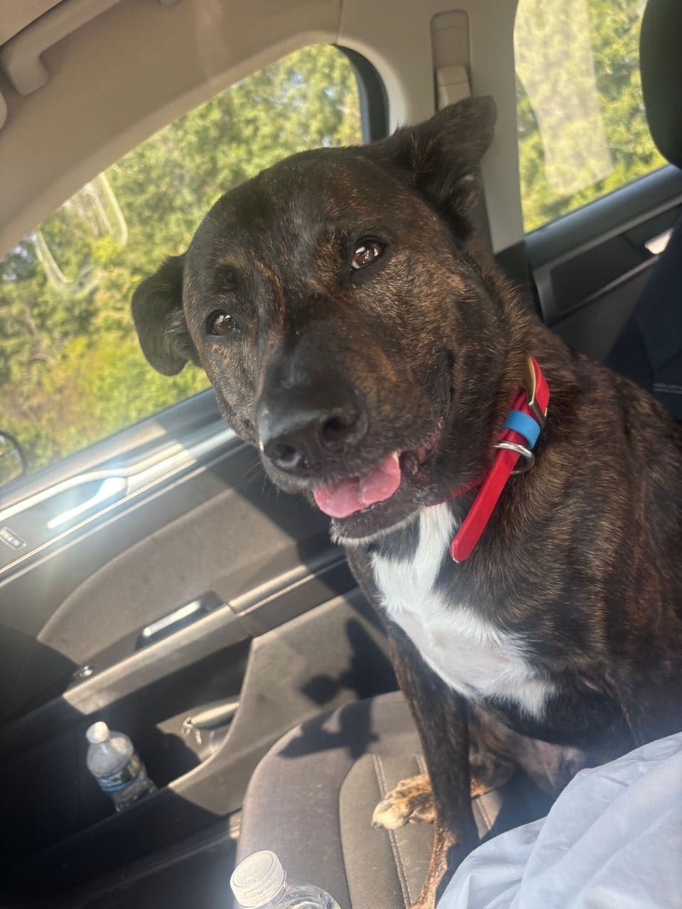 Pet travel photo 4