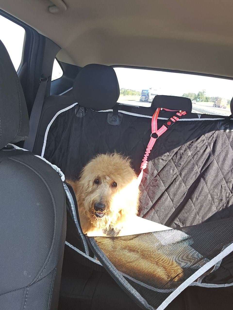 Pet travel photo 3