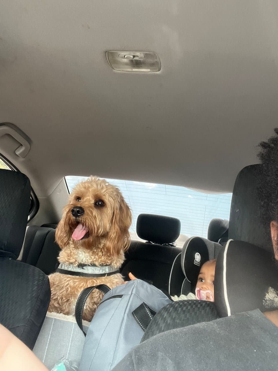 Pet travel photo 4