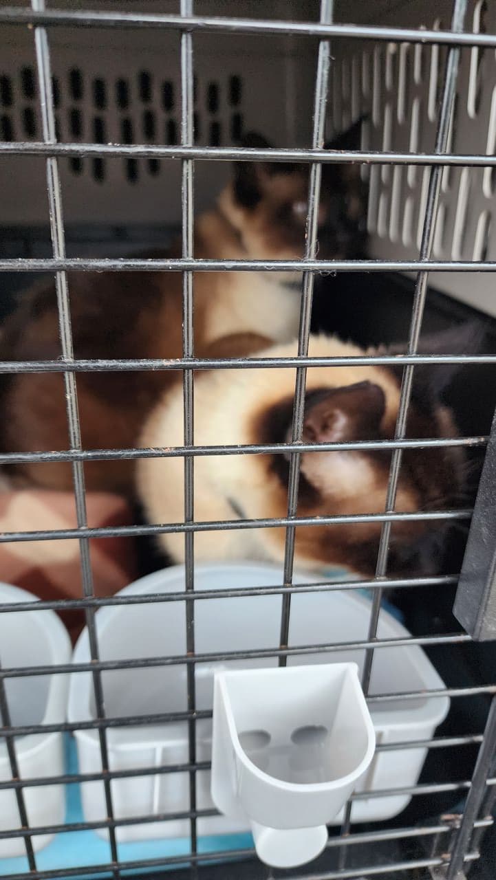 Pet travel photo 1