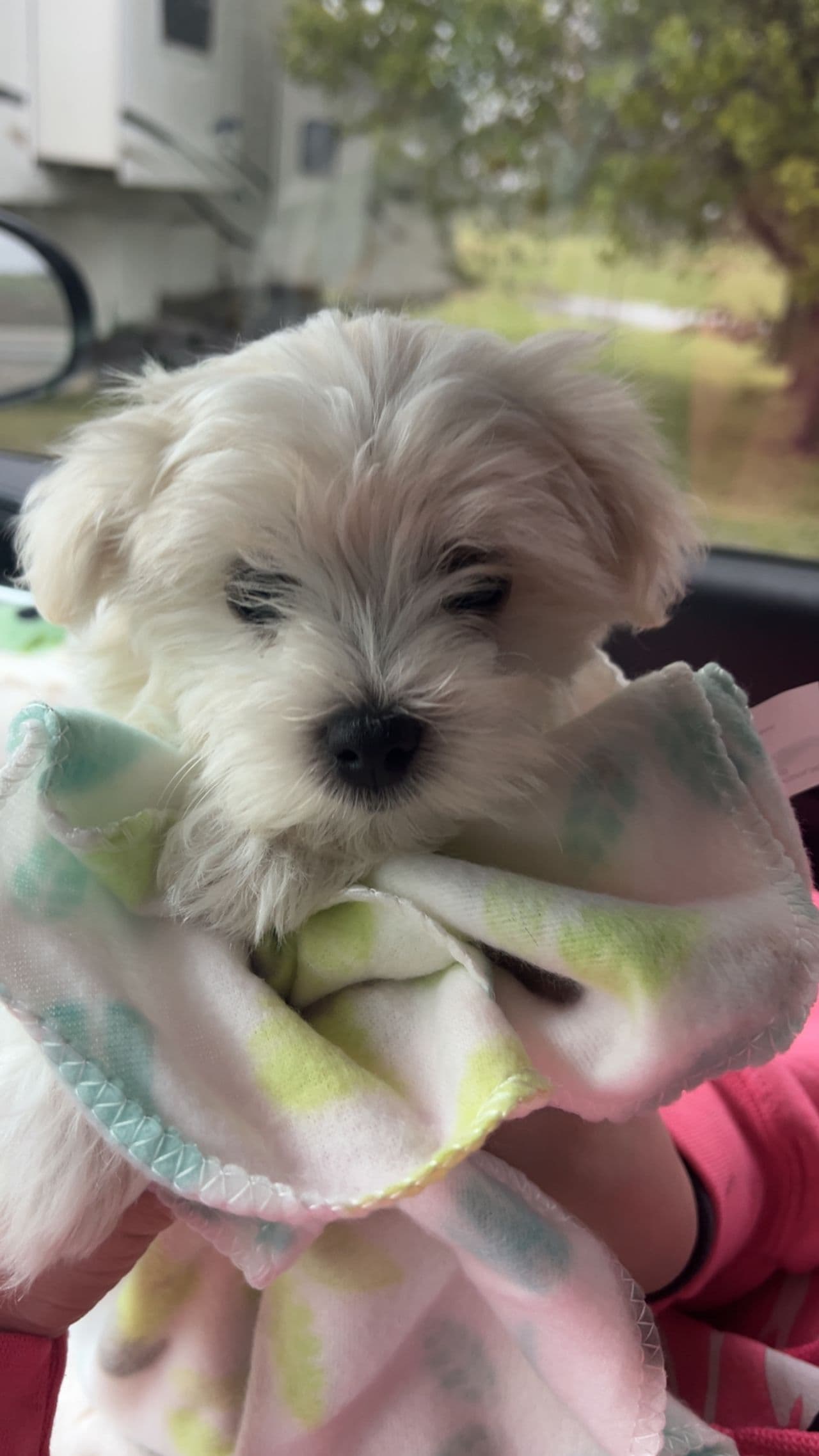 Pet travel photo 4