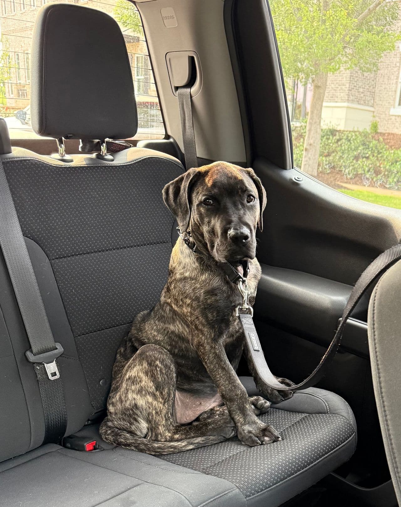 Pet travel photo 2