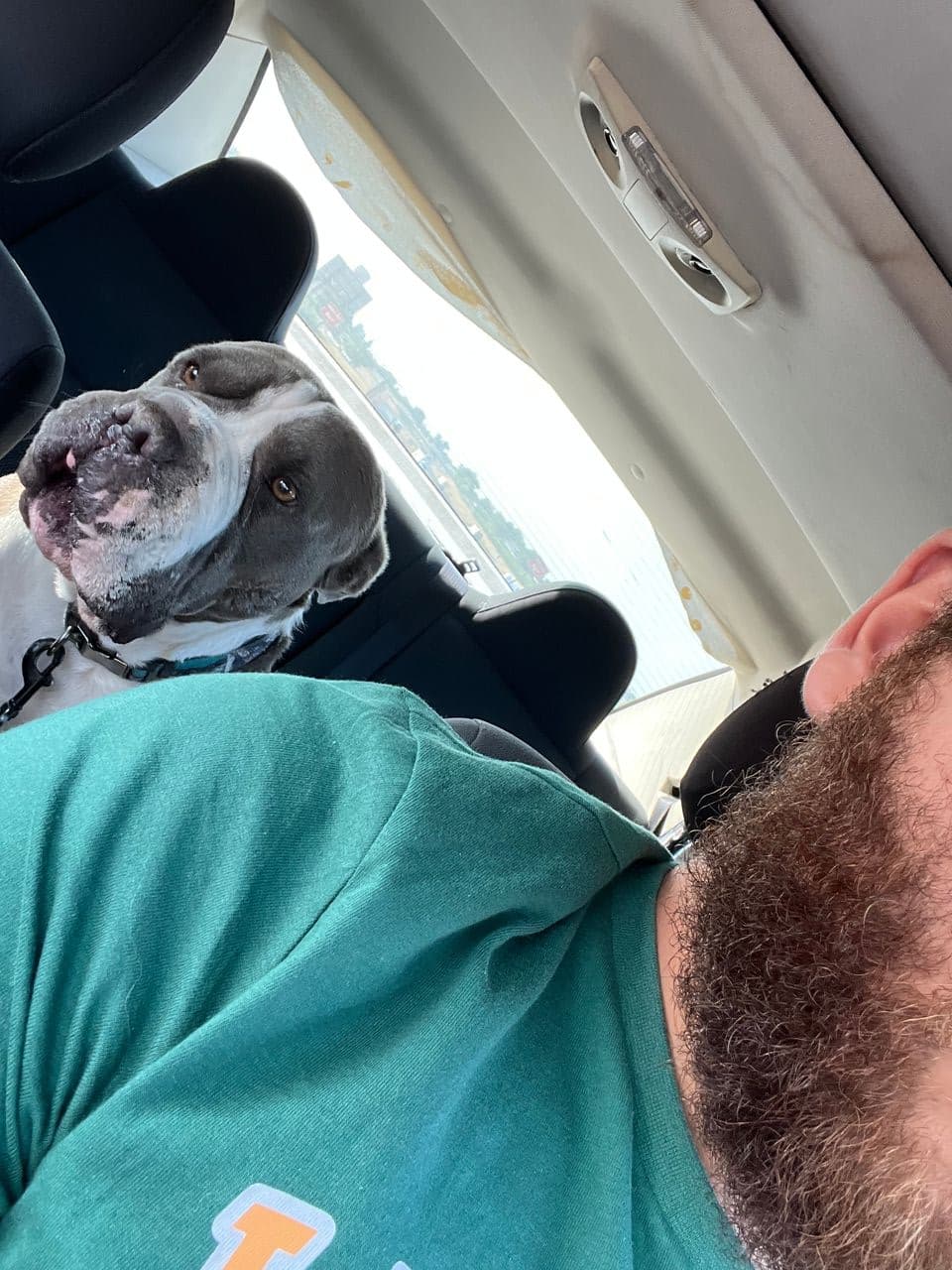 Pet travel photo 5