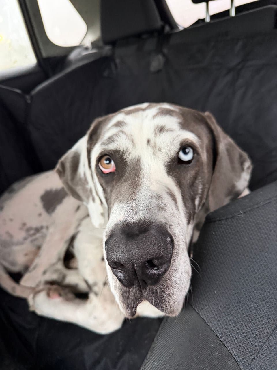 Pet travel photo 2