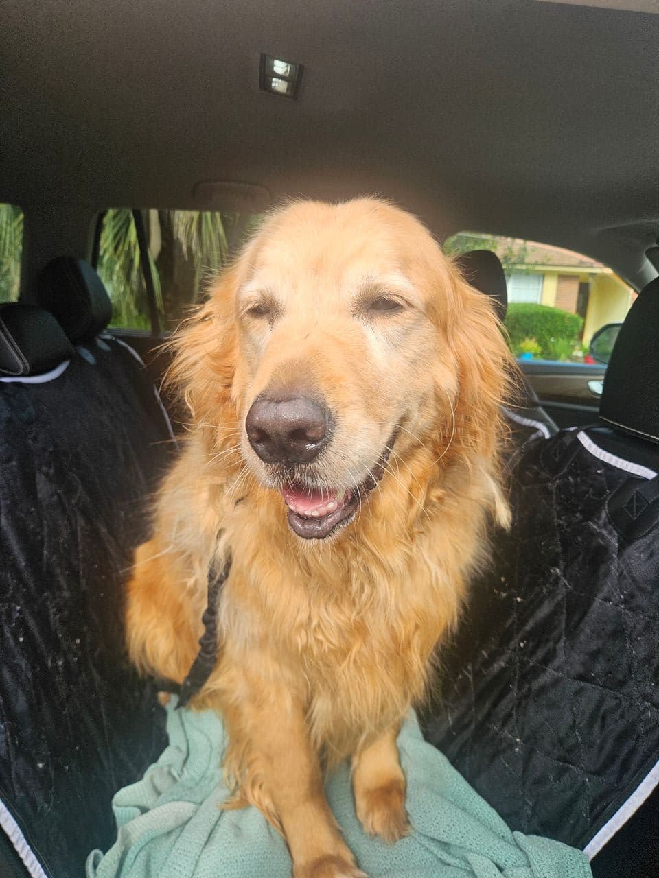 Pet travel photo 2
