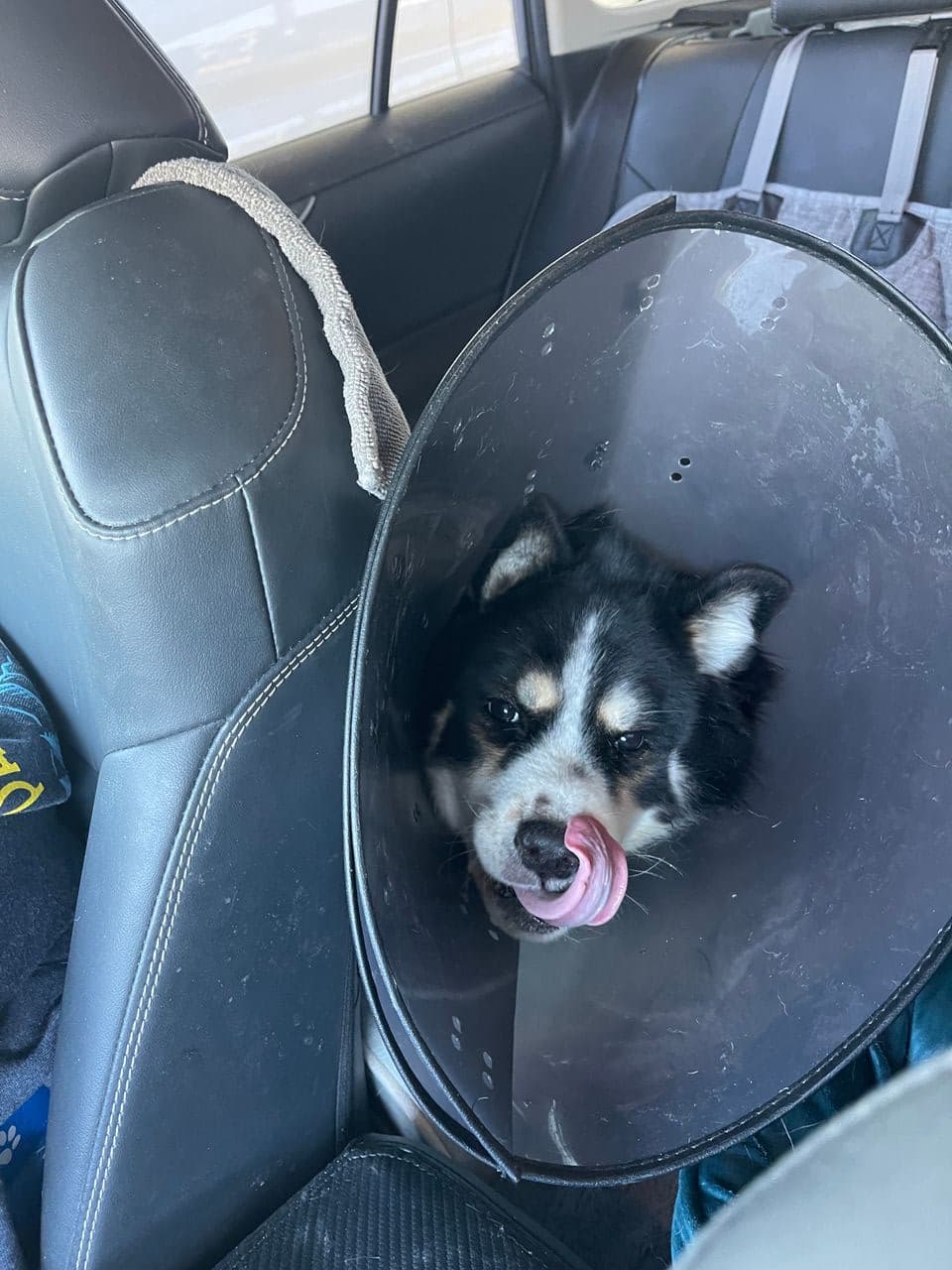 Pet travel photo 6