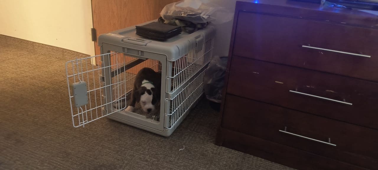 Pet travel photo 4