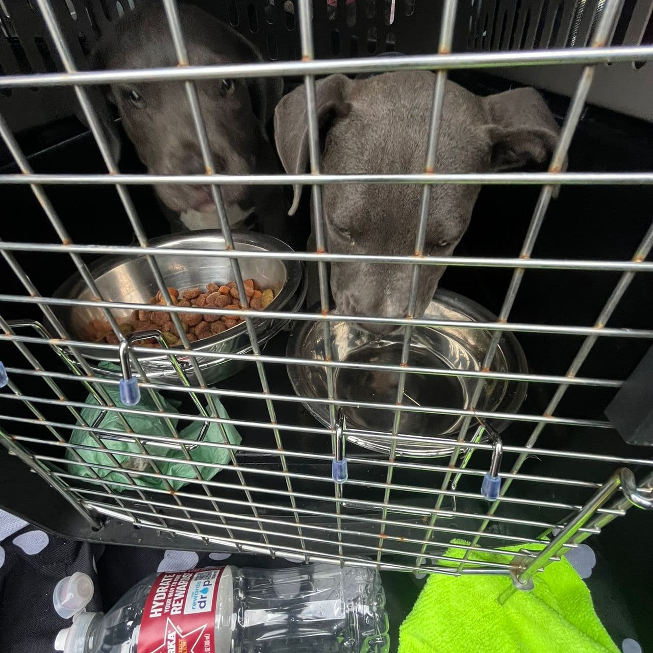 Pet travel photo 5