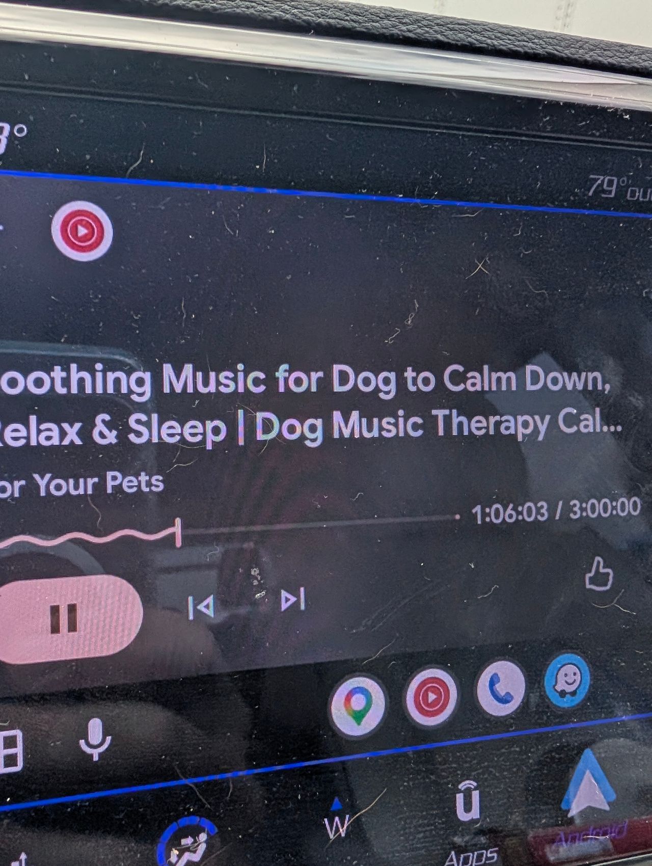 Pet travel photo 1