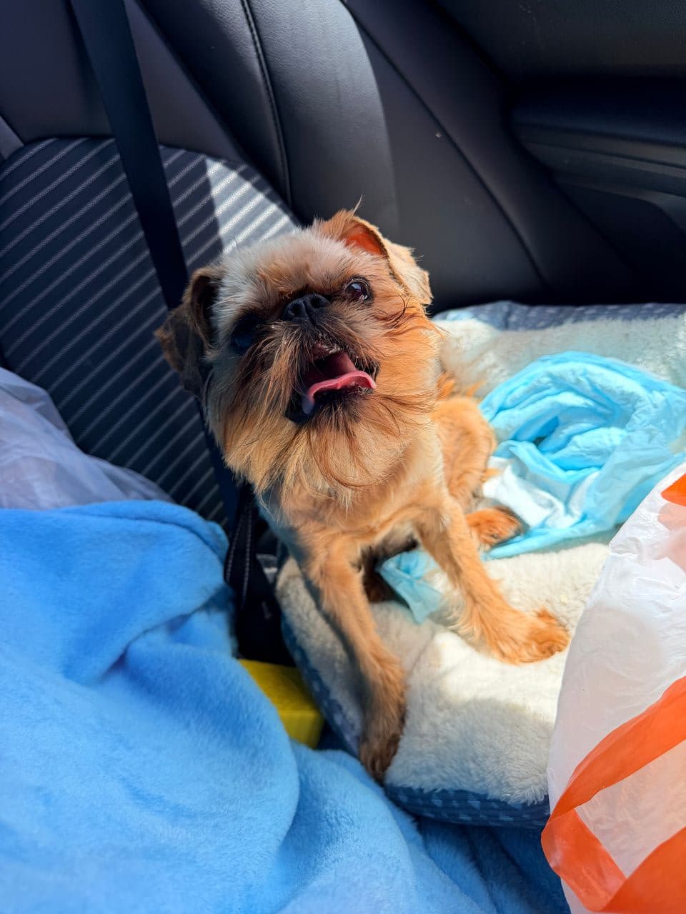 Pet travel photo 4