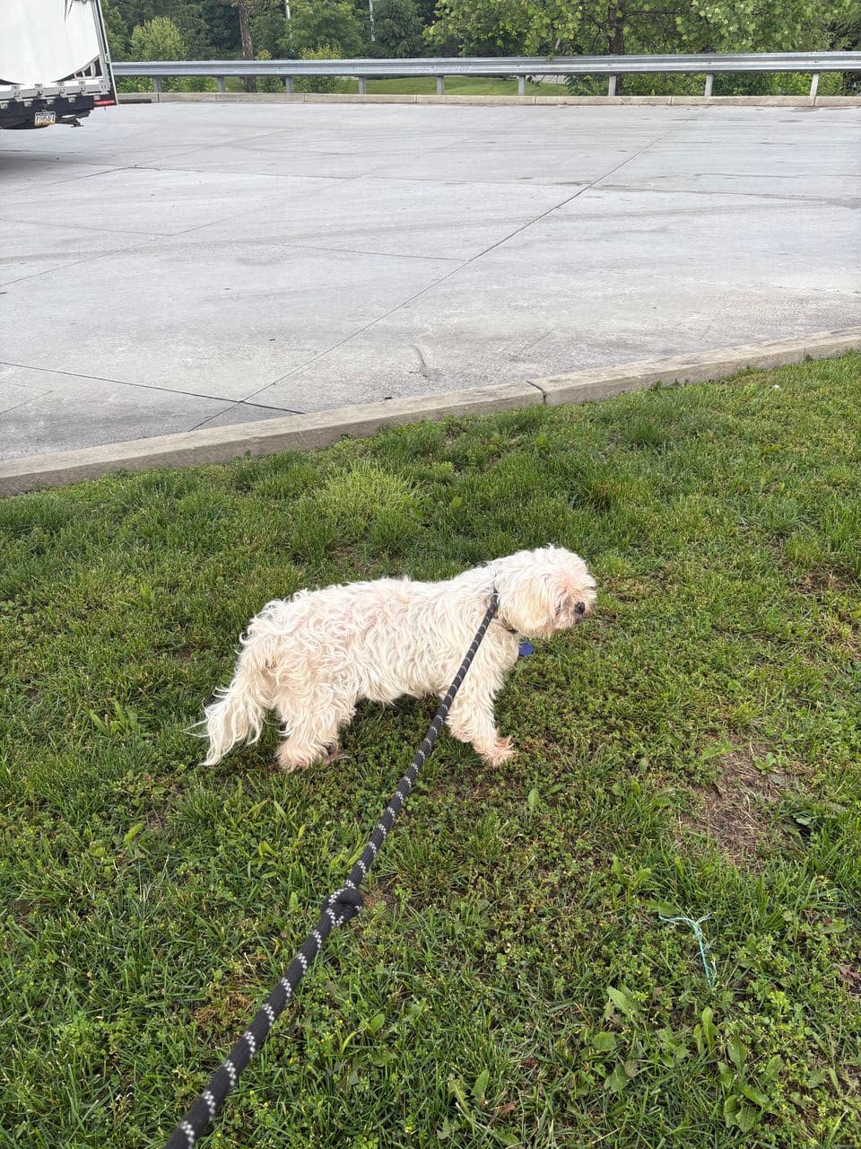 Pet travel photo 1