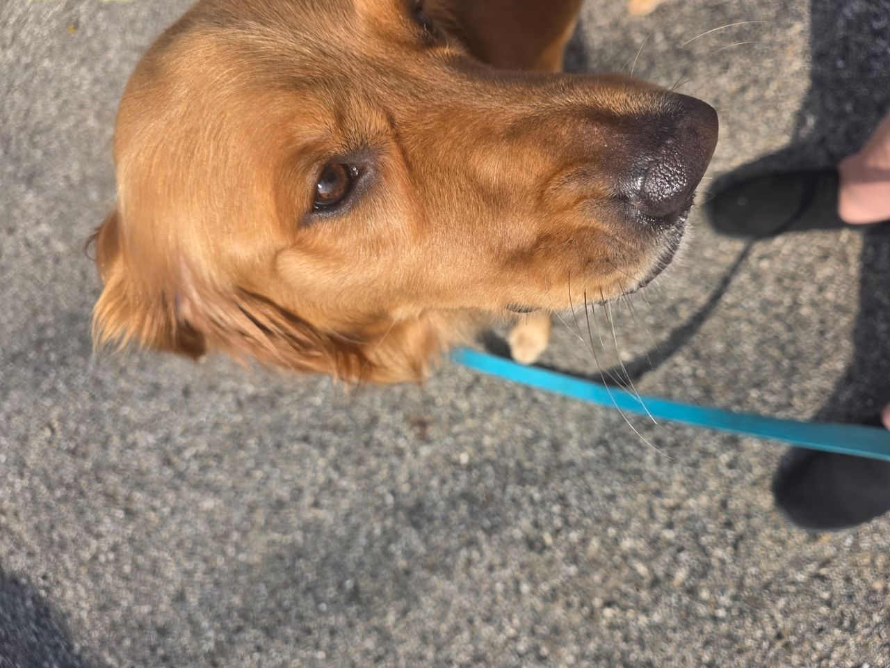 Pet travel photo 1
