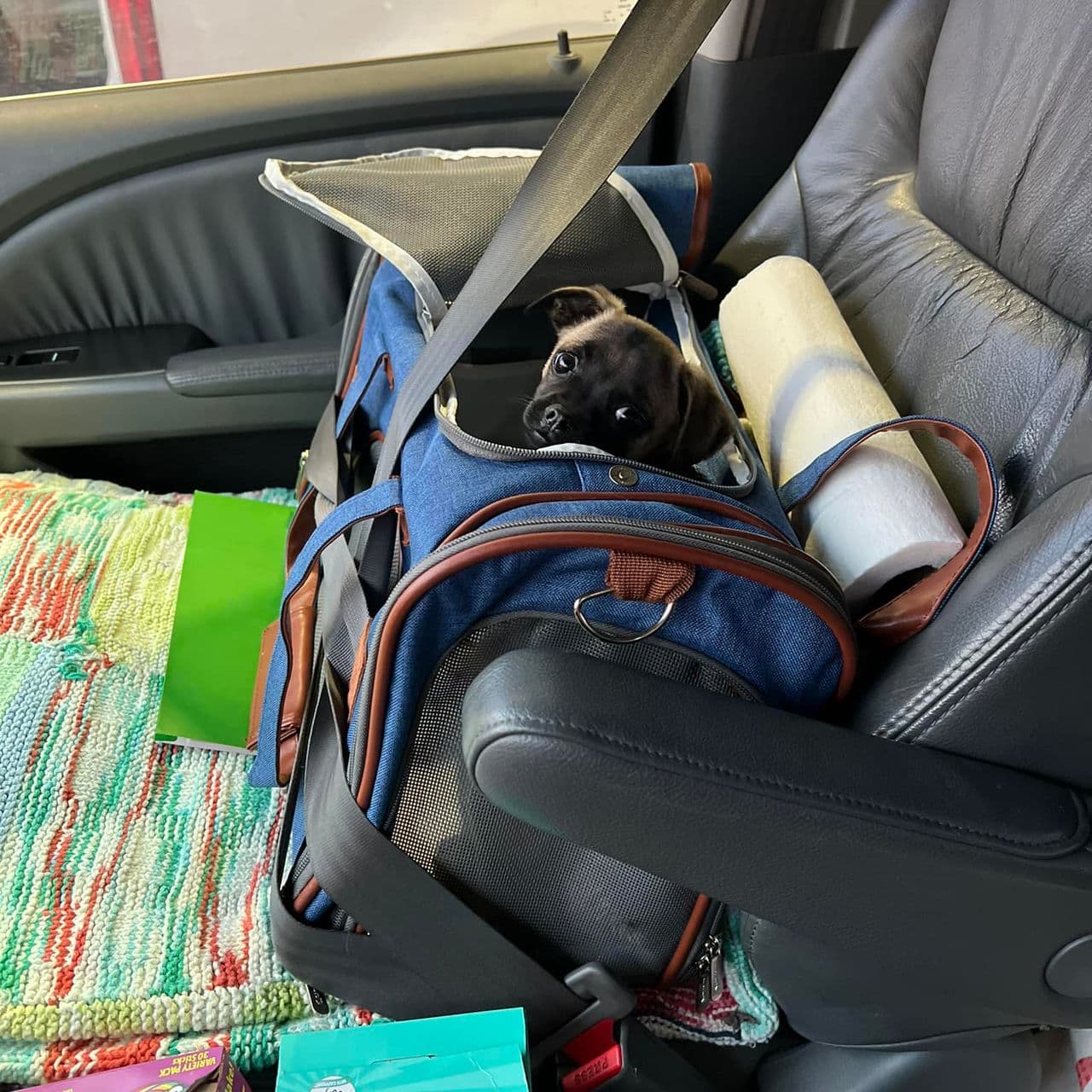 Pet travel photo 3