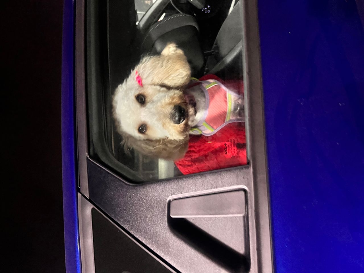 Pet travel photo 2