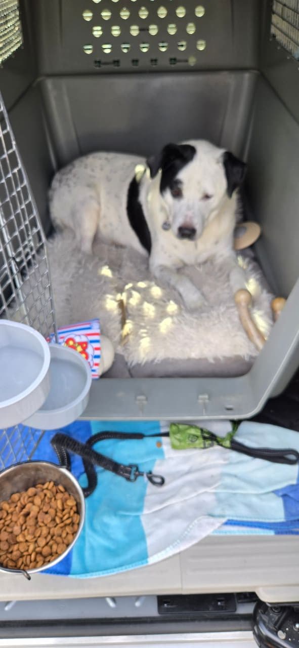 Pet travel photo 6
