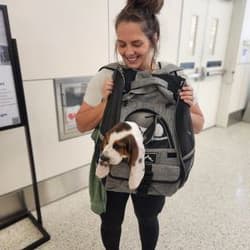 Paws Up Express - Flight Nanny