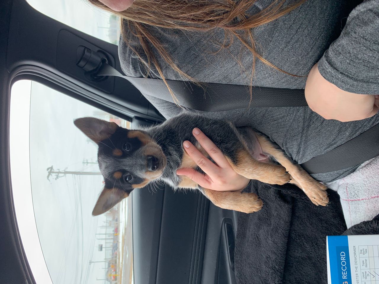 Pet travel photo 3