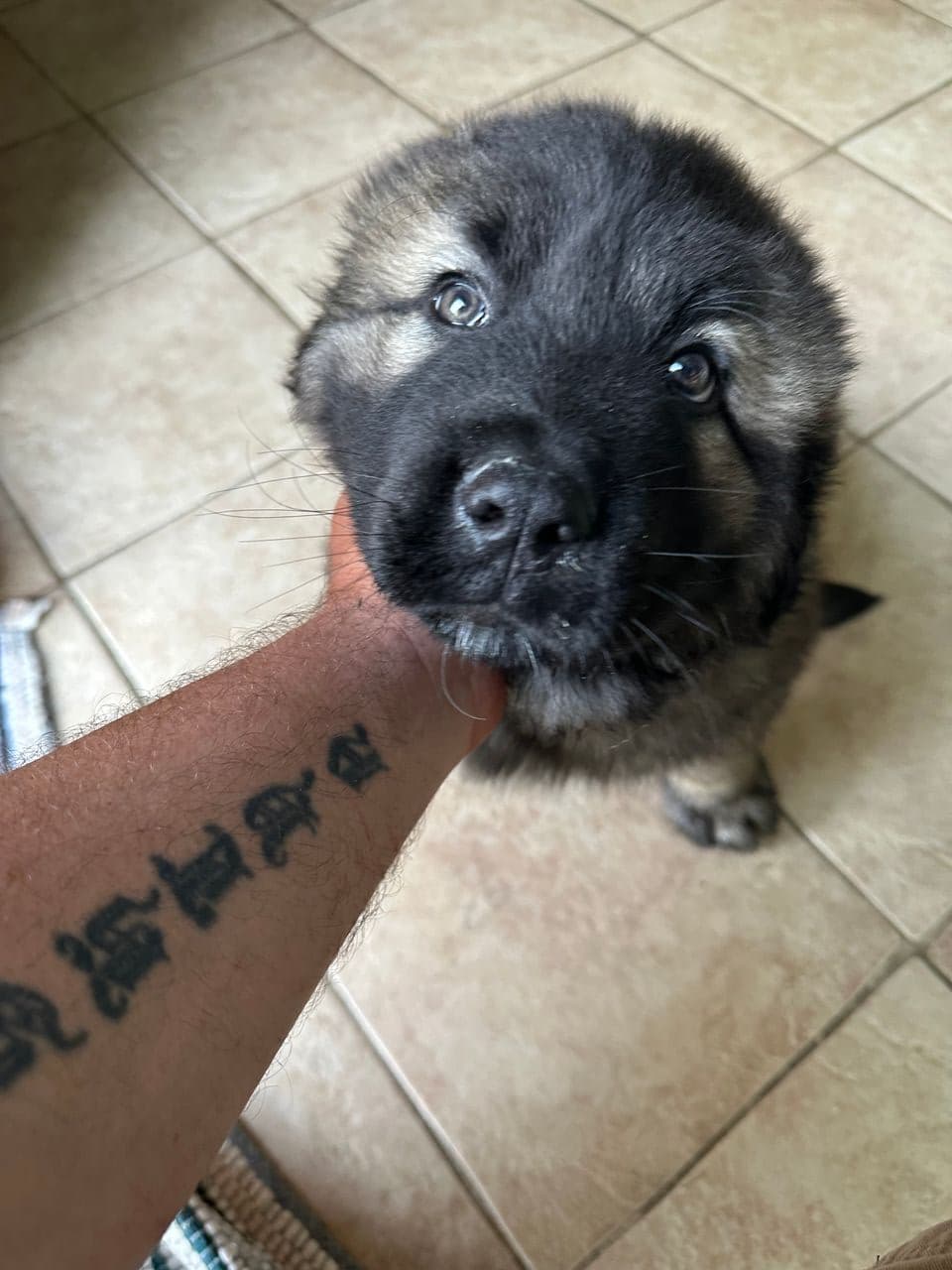 Pet travel photo 3