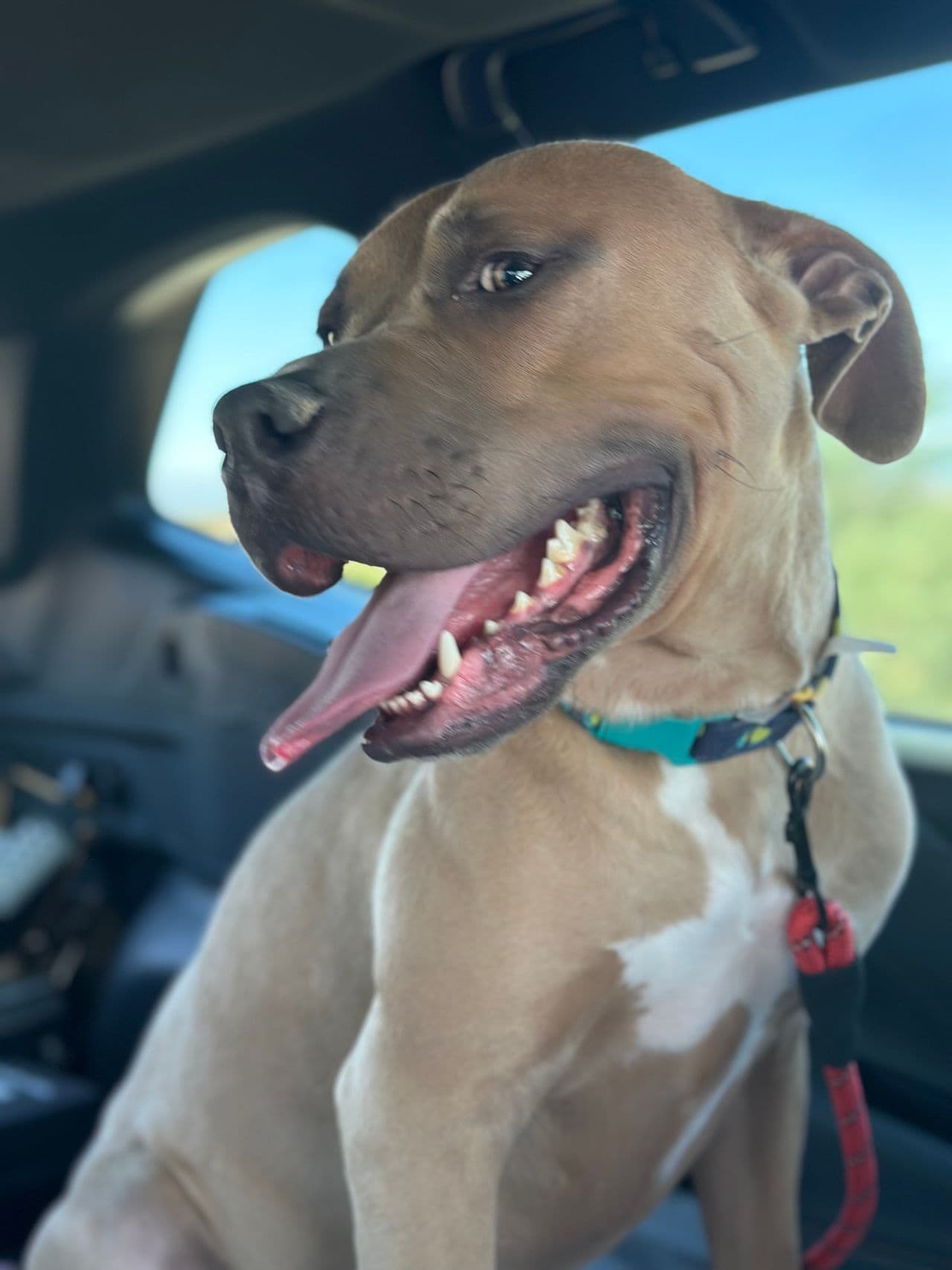 Pet travel photo 6