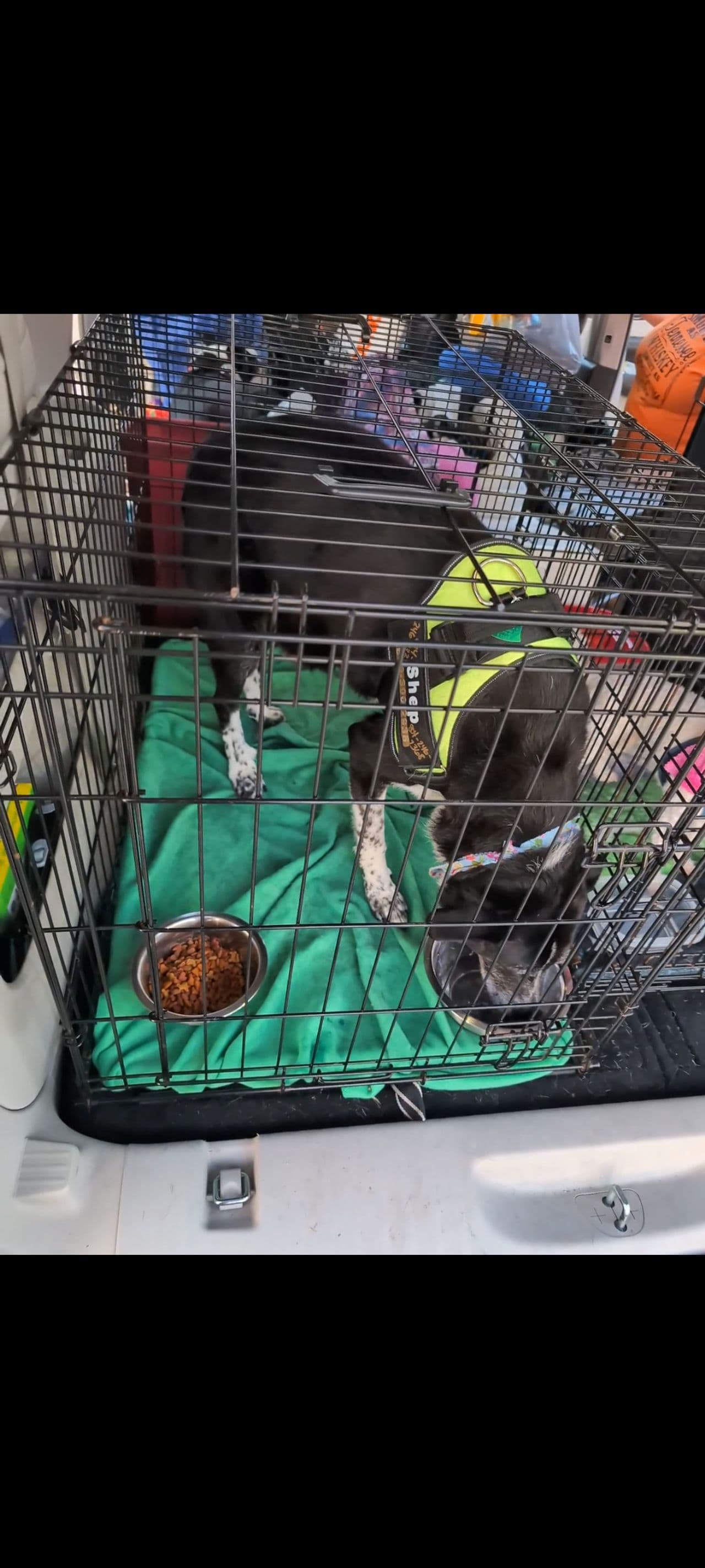 Pet travel photo 6
