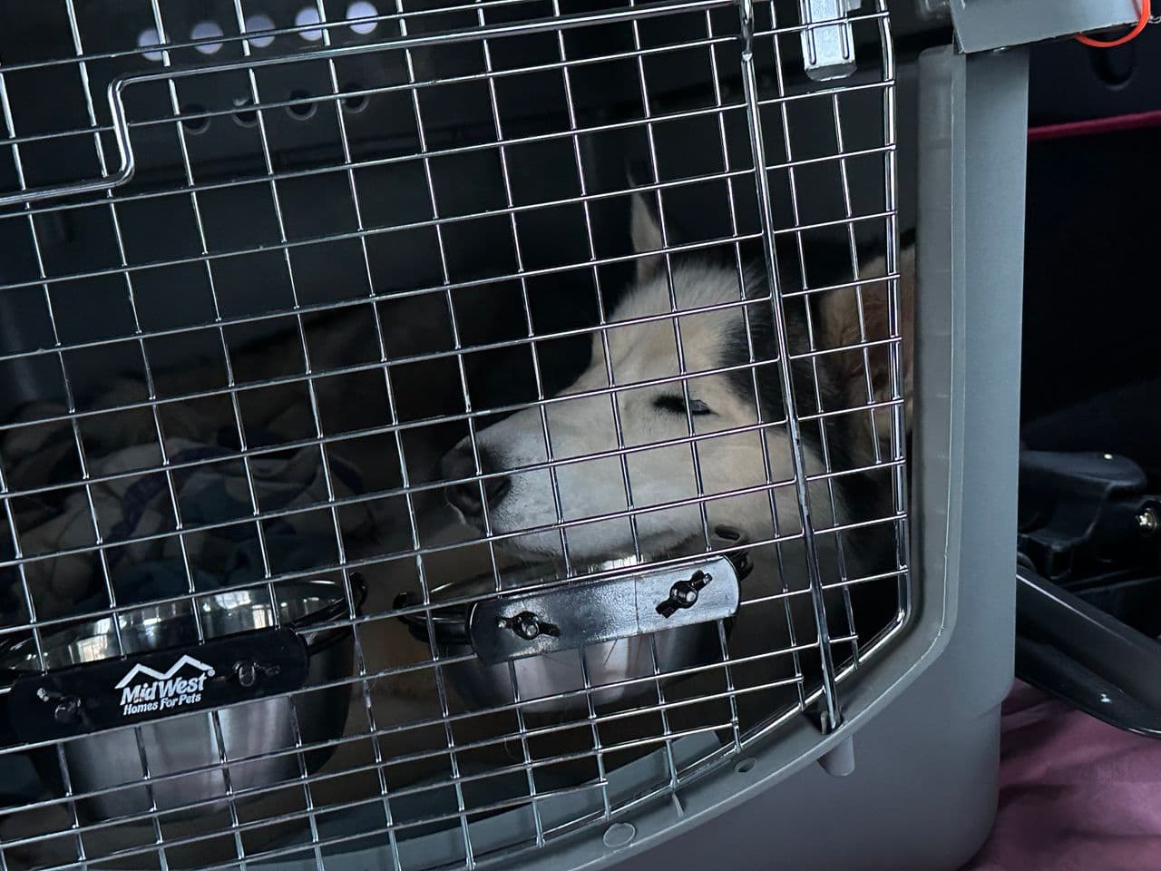 Pet travel photo 3