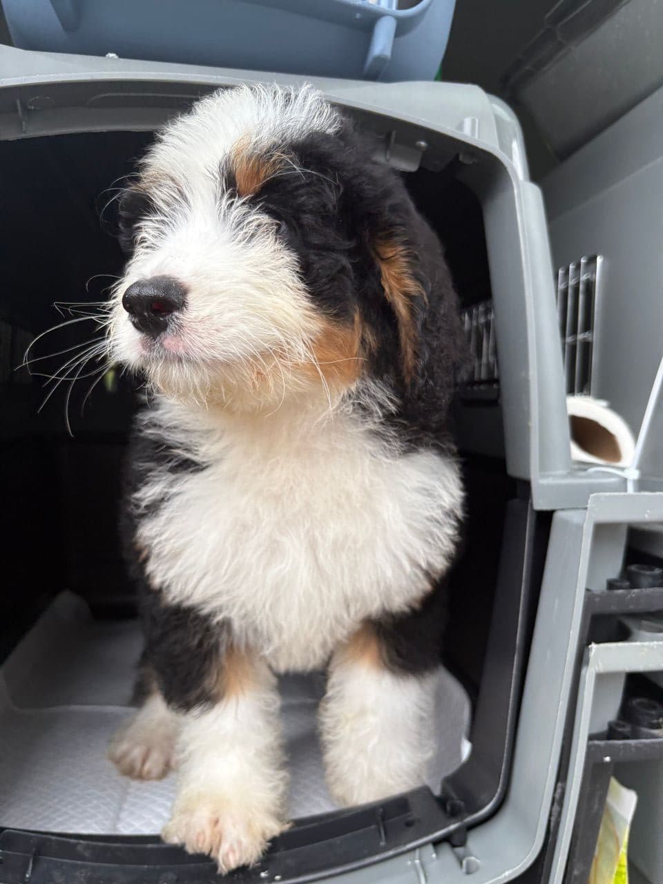 Pet travel photo 6