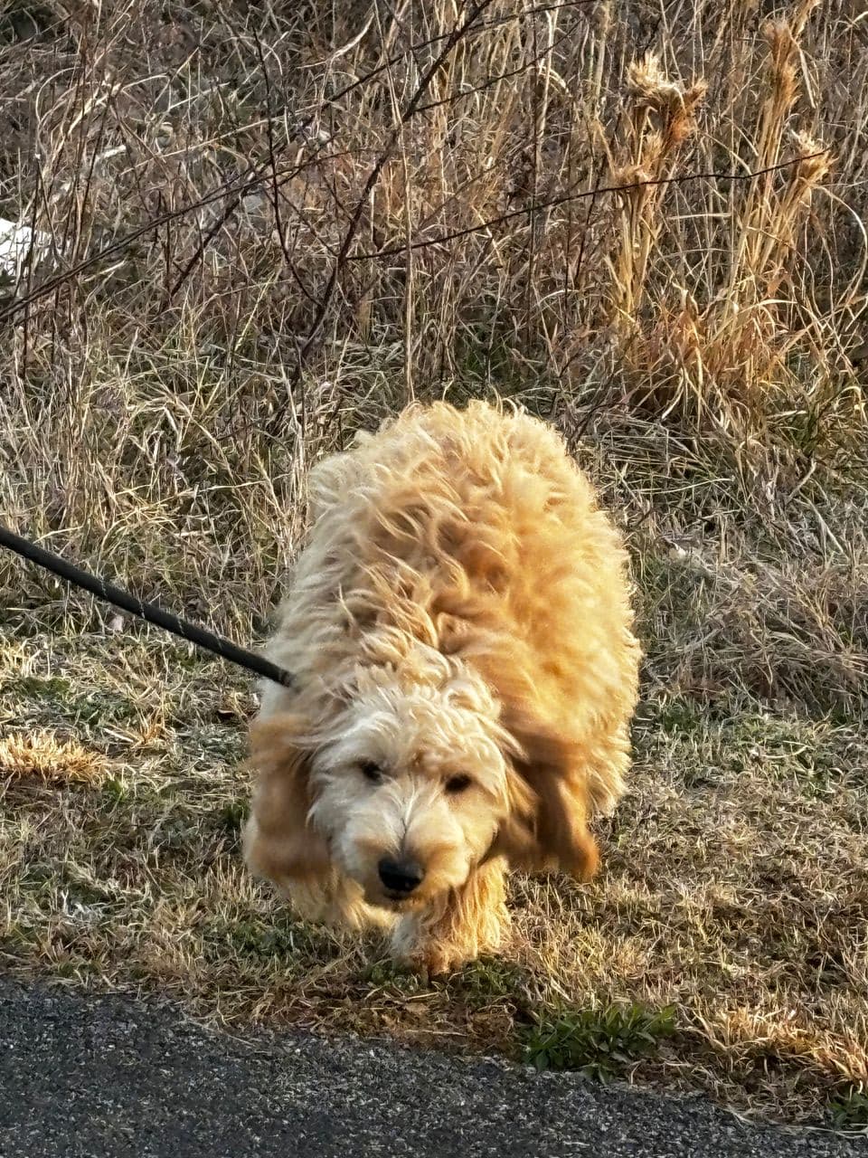 Pet travel photo 4