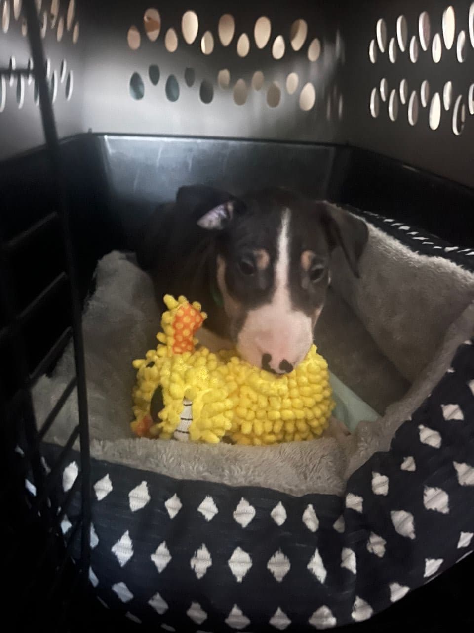 Pet travel photo 4