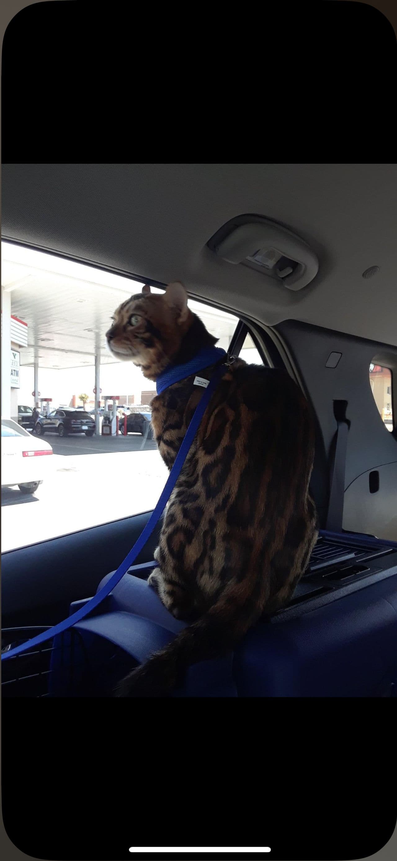 Pet travel photo 6