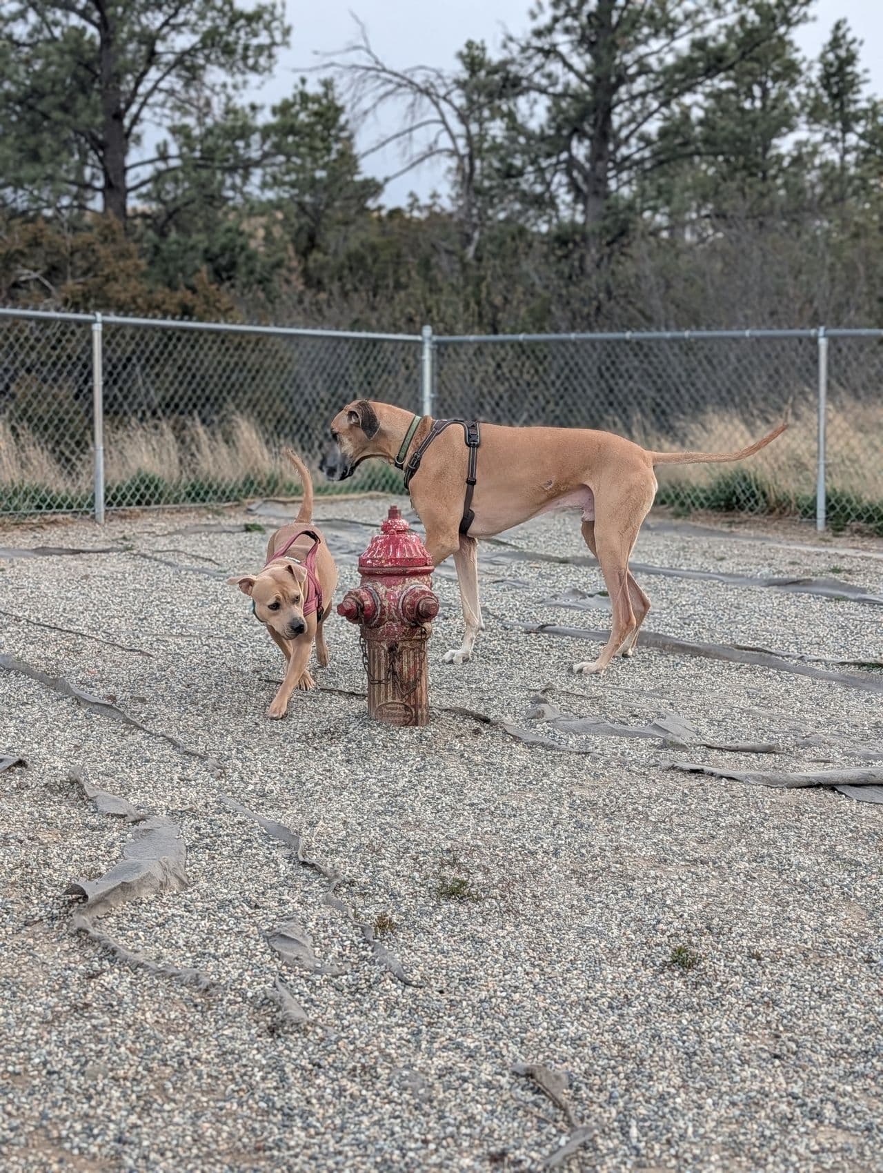Pet travel photo 1