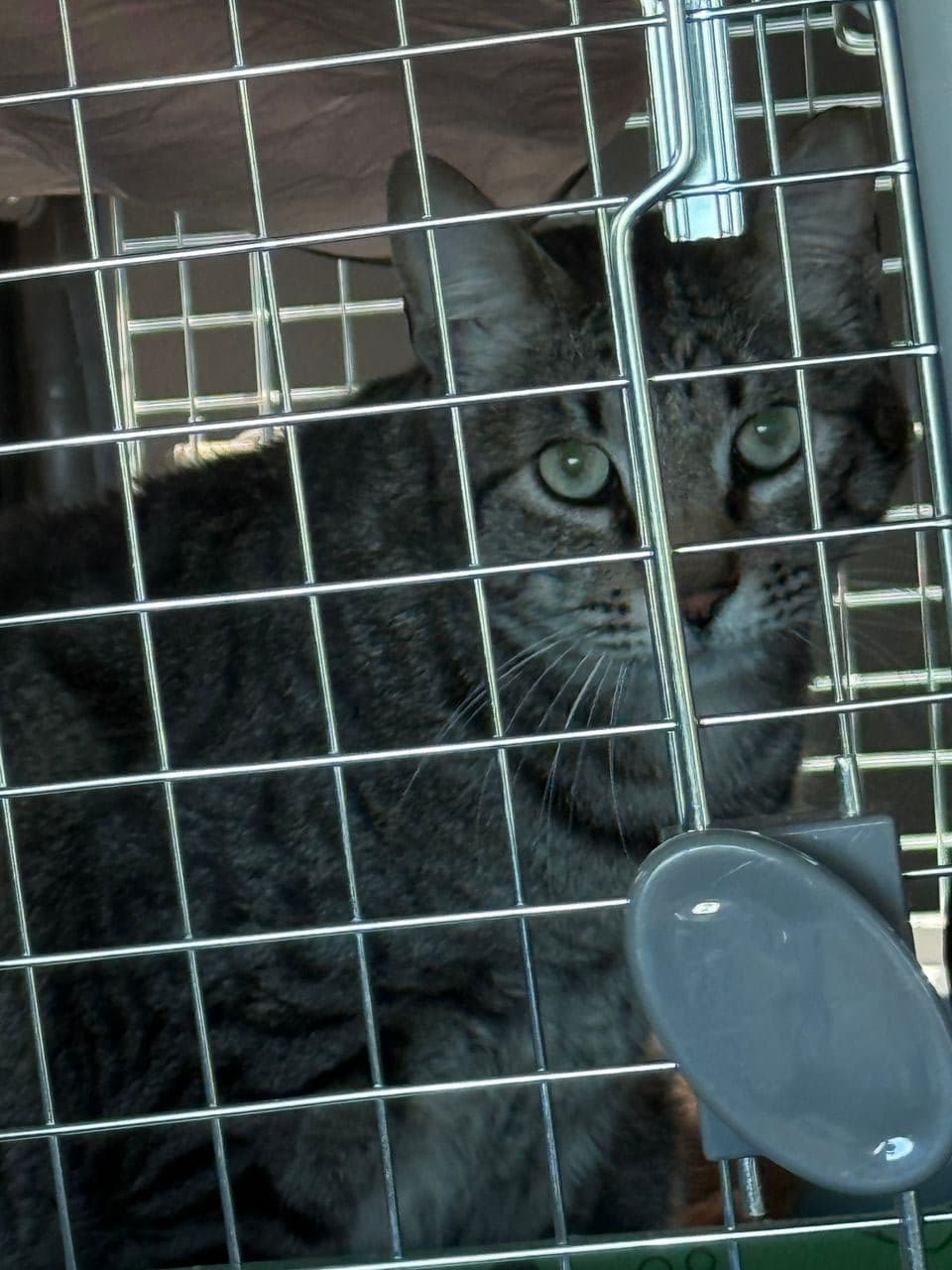 Pet travel photo 4