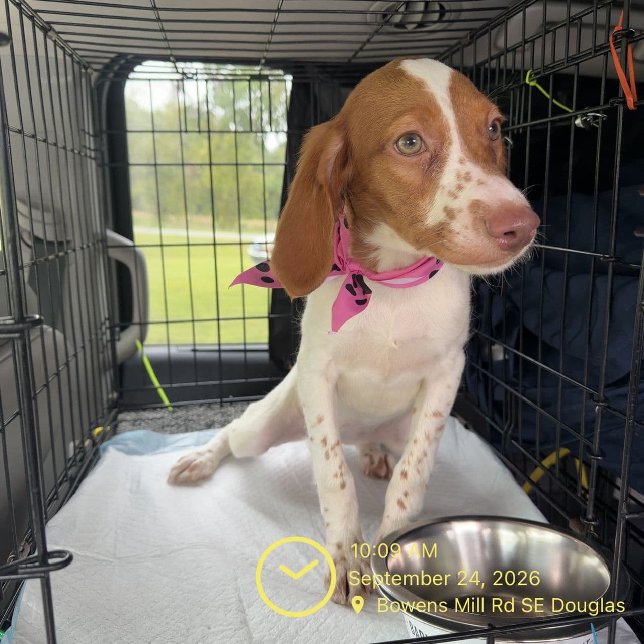 Pet travel photo 4