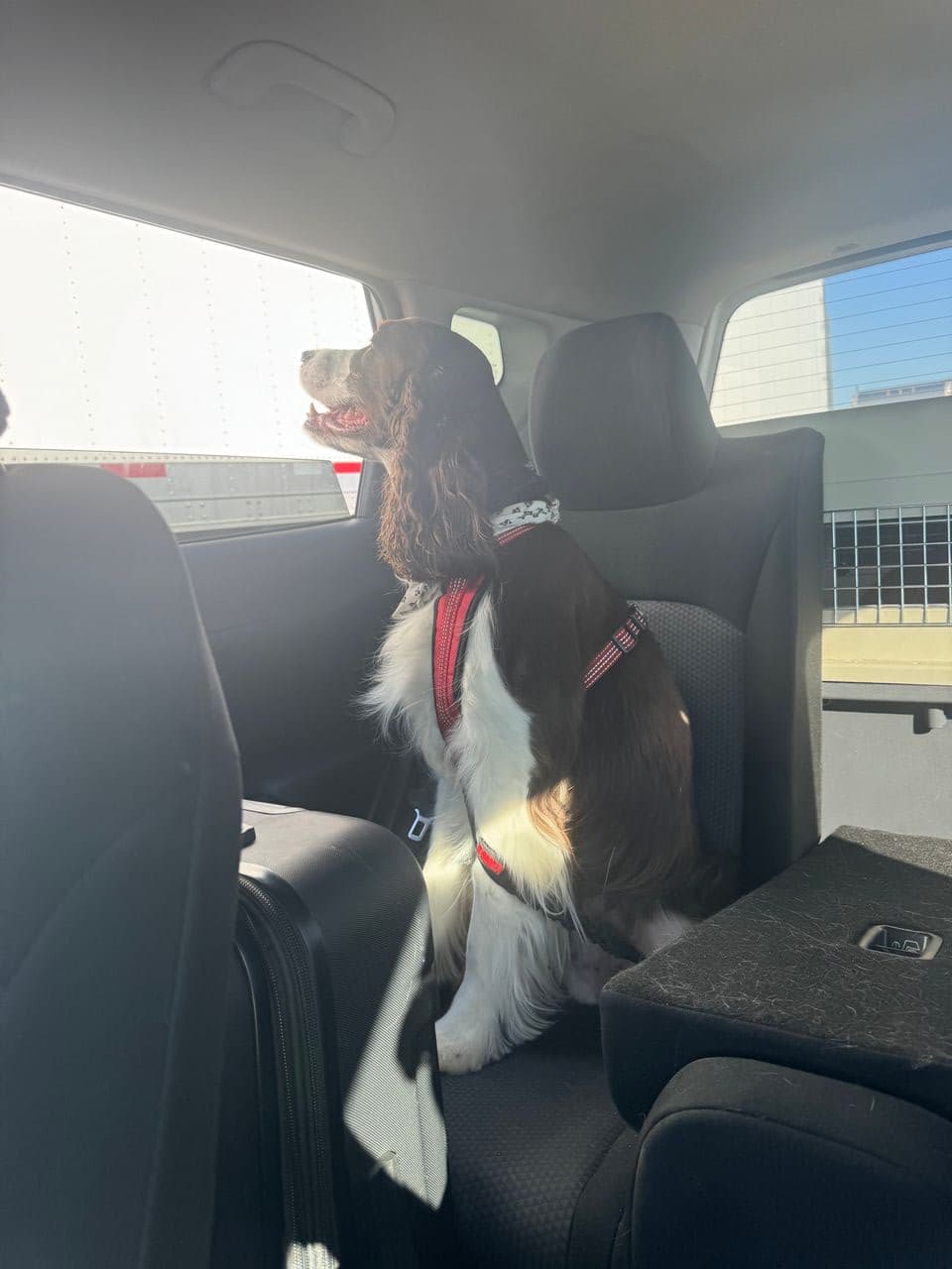 Pet travel photo 4