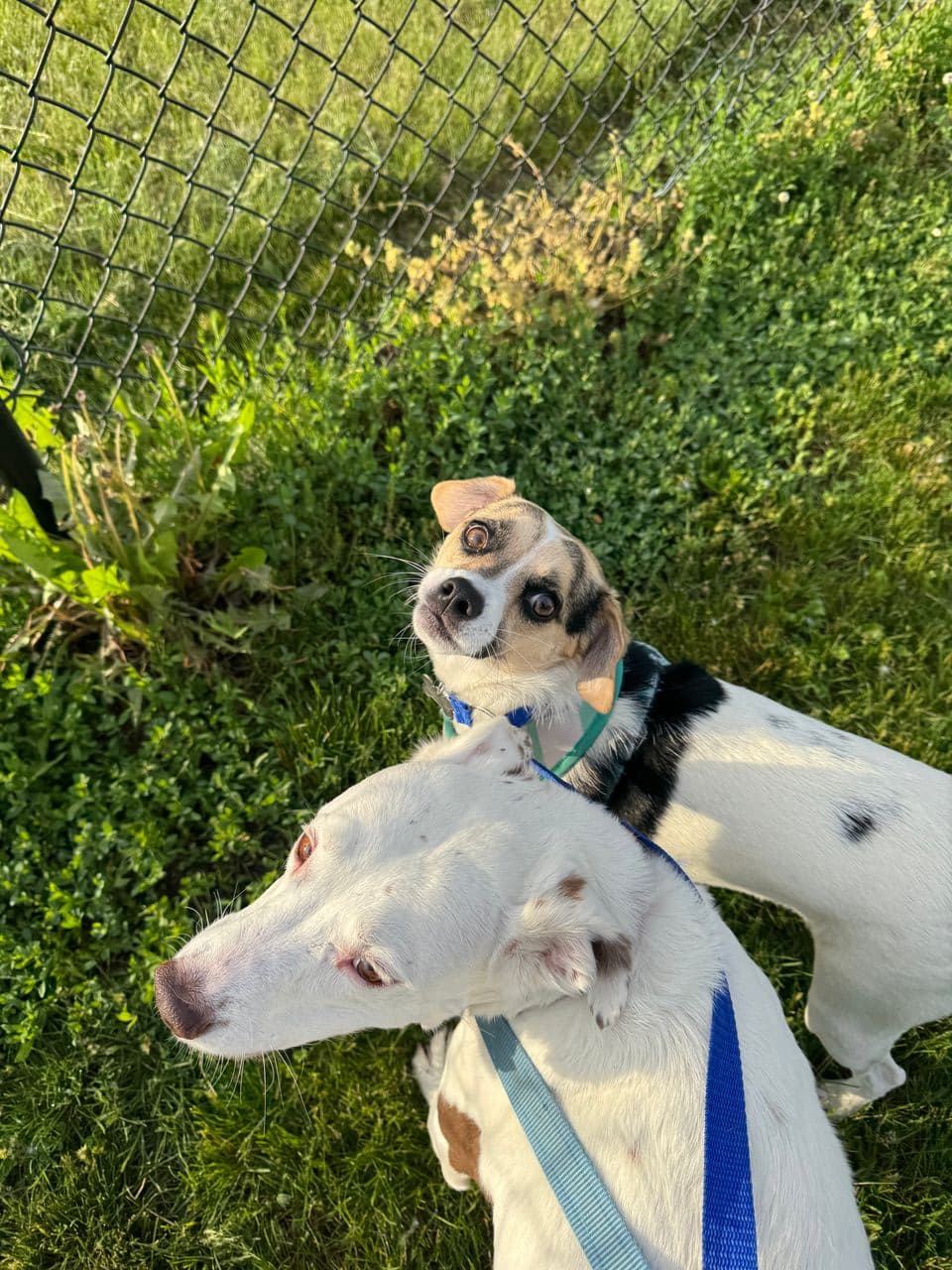 Pet travel photo 4