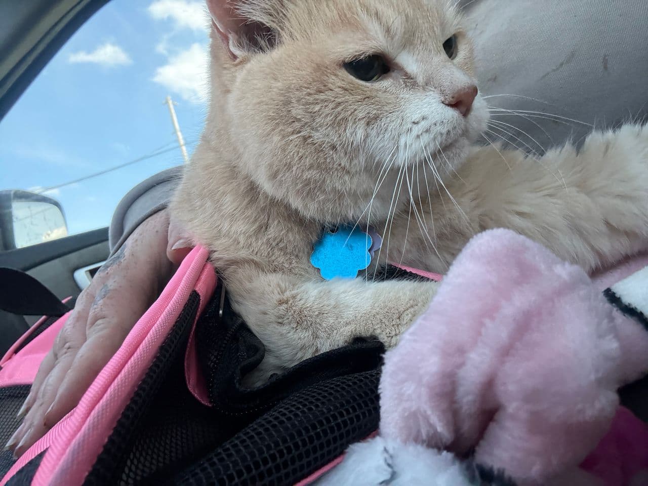 Pet travel photo 2